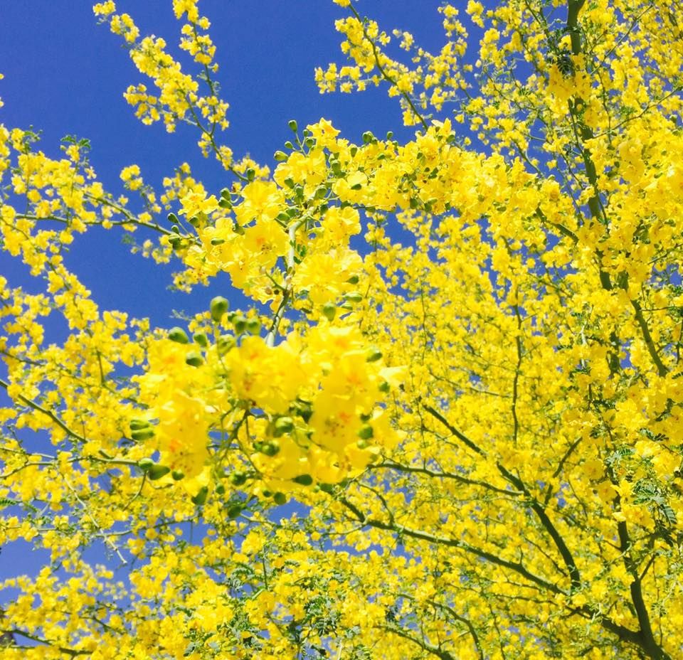 Palo verde trees